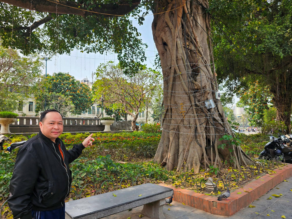 Ông Cao Sơn Hải (61 tuổi, ở Chương Mỹ, Hà Nội) cảm thấy tiếc khi biết thông tin có thể sẽ di dời hoặc chặt hạ những cây xanh trong vườn hoa Lý Thái Tổ. Theo ông Hải, chính quyền các cấp nên nghiên cứu kỹ, tham khảo ý kiến của chuyên gia và những cơ quan có chuyên môn, bởi những cây này đã có tuổi đời lâu năm, nếu phải chặt bỏ thì rất tiếc.