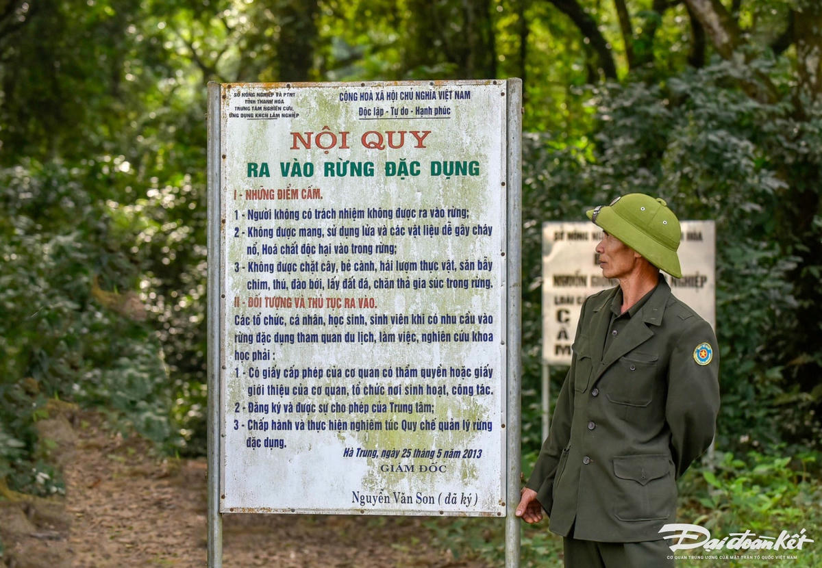 Ông Trịnh Xuân Đắc, 53 tuổi, nhân viên bảo vệ rừng Tam Quy kiểm tra, đo đường kính một trong số cây sến lớn trong rừng. Theo ông, không có số liệu kiểm đếm chi tiết loài sến ở đây song ước lượng có hàng chục vạn cây lớn nhỏ khác nhau. Ảnh: Đình Minh