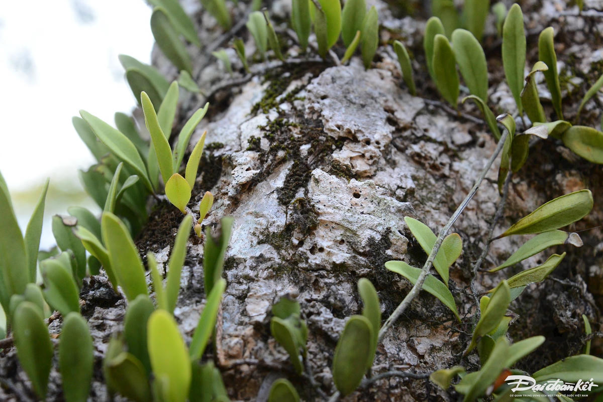 Hoặc những cây đại cổ thụ 700 tuổi ở chùa Hoa Yên. Ảnh: Nguyễn Quý.