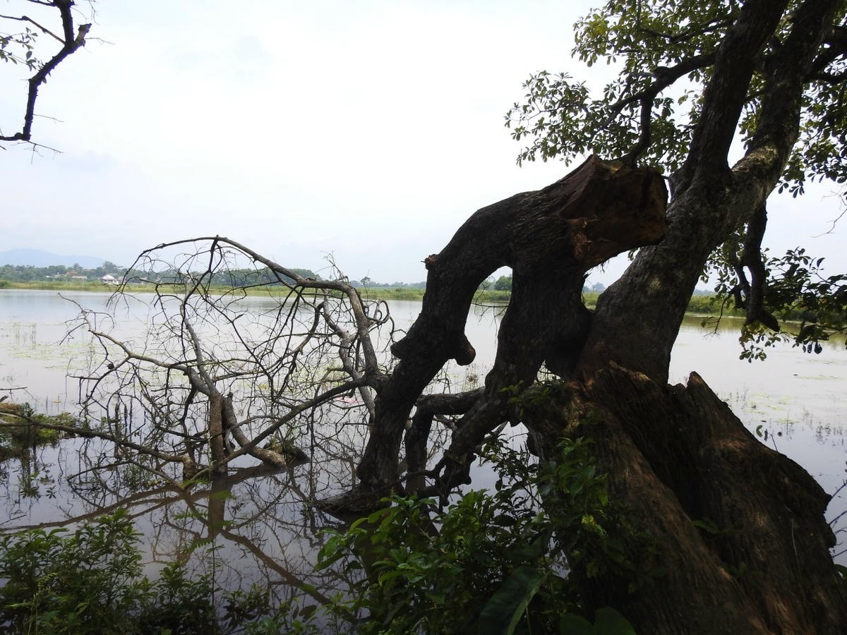 Những thân cây bị chết, gãy đổ, khô héo. Ảnh: Tuấn Trung