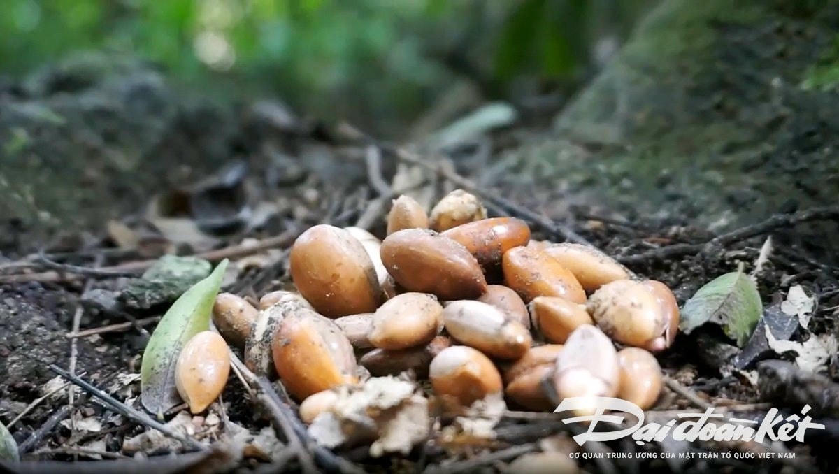 Cuối năm là dịp rừng sến cho quả. Quả sến mật ăn có vị ngọt như trái hồng xiêm, có thể ép lấy dầu ăn thay mỡ động vật; lá sến là thành phần của một số loại thuốc dân gian trị bệnh ngoài da và chữa bỏng. Ảnh: Đình Minh