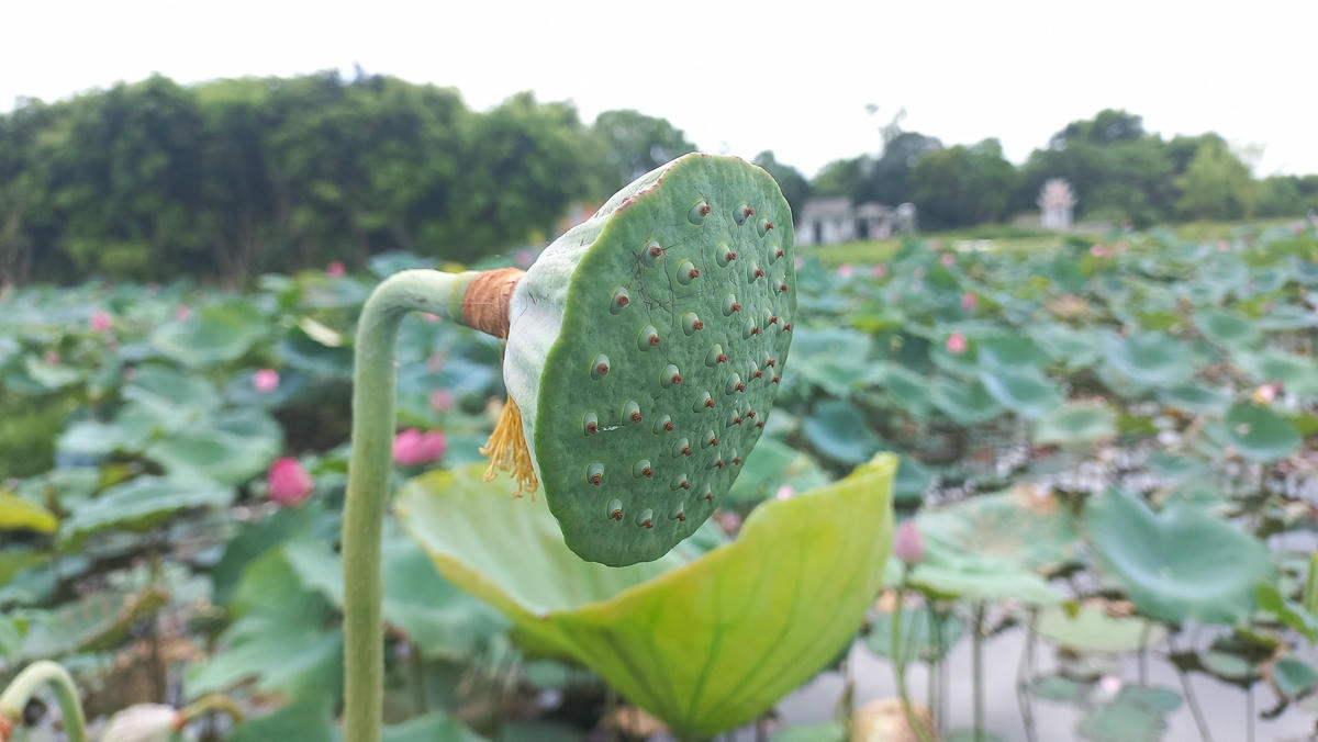 Sẽ cần 21 ngày để đài sen phát triển.