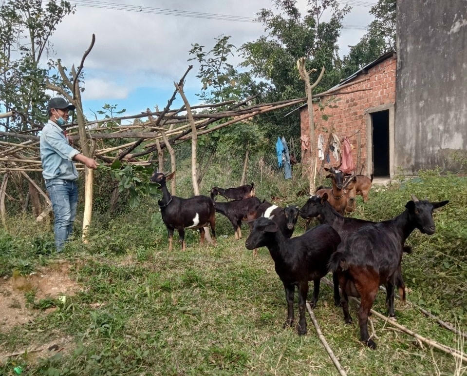 Dự án nuôi dê cỏ sinh sản ở xã Trọng Hóa có tổng mức đầu tư gần 400 triệu đồng, 21 hộ gia đình đồng bào Chứt được thụ hưởng.