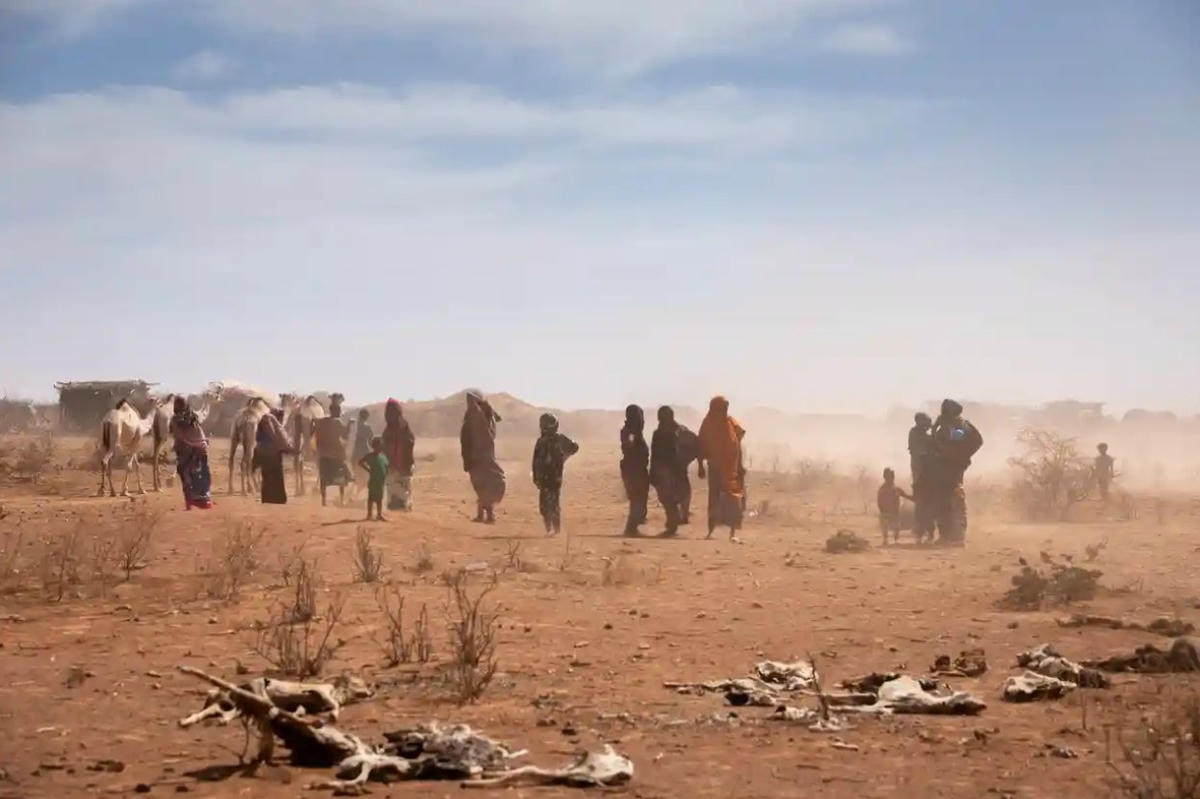 Nhiều người dân trong vùng phụ thuộc vào gia súc của họ để sinh tồn. Ảnh: UNICEF.