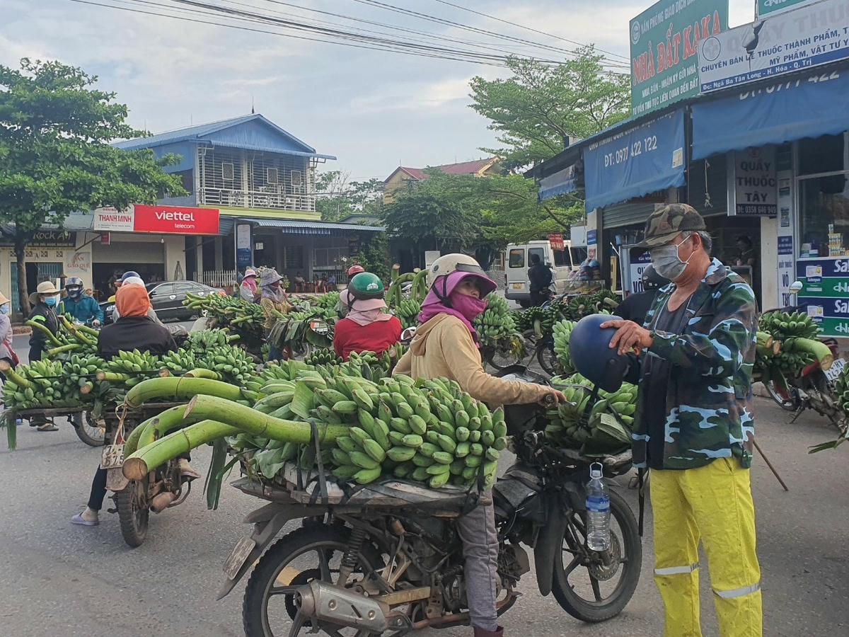 Liên kết sản xuất, tiêu thụ và cung cấp tem chống hàng giả, tem truy xuất nguồn gốc… được cho là hướng phát triển bền vững, lâu dài cho sản phẩm chuối Hướng Hoá.