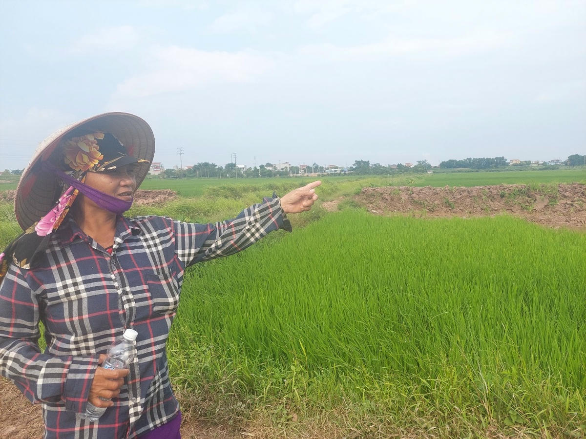 Bà Chu Thị Vượng bức xúc khi kênh bị phá, nguy cơ ảnh hưởng đến vụ mùa