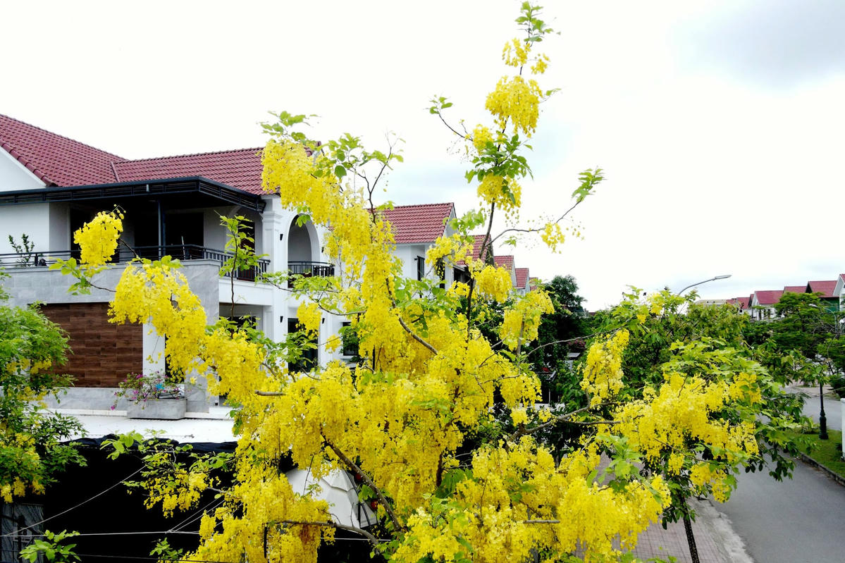 Muồng hoàng yến với sắc vàng đặc trưng là một nét độc đáo khiến những con phố hay những hiên nhà trở nên quyến rũ, hấp dẫn hơn trong những ngày đầu hè. Ảnh: Cẩm Kỳ