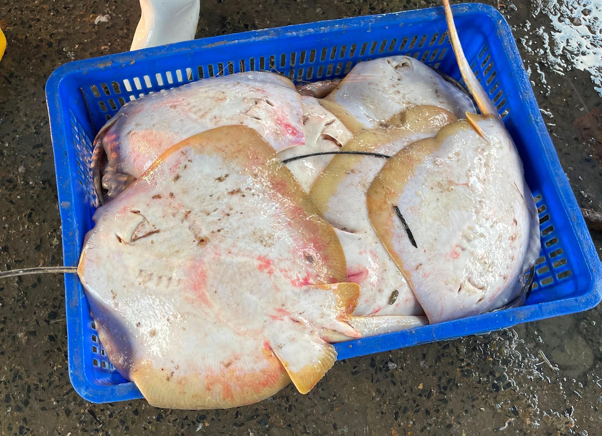 Ảnh 1-Ngư dân miền Tây được mùa cá đuối