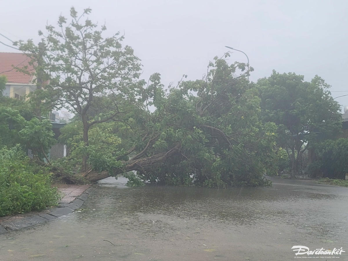 Nhiều cây cối gãy đổ trước giờ bão đổ bộ. Ảnh: Quốc Thanh.