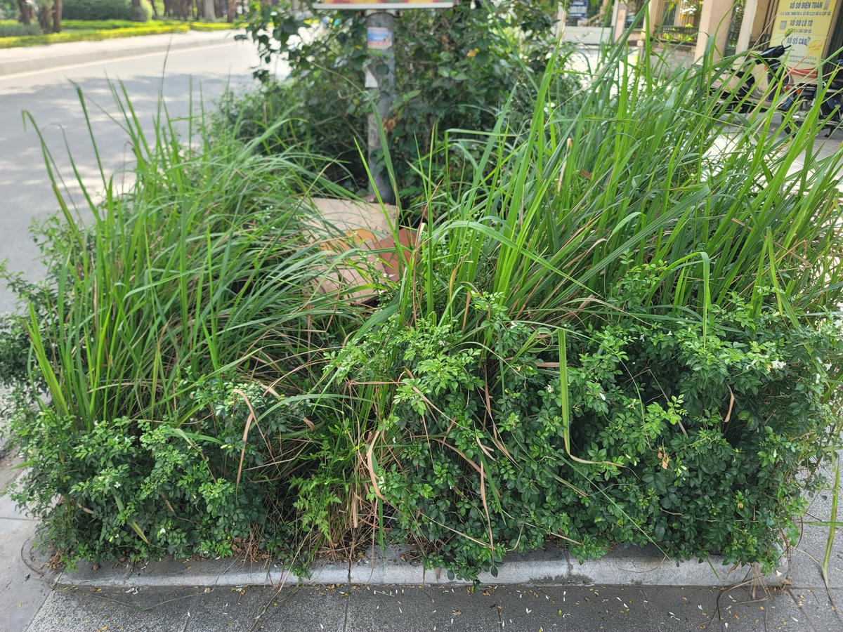 Tuyến phố được quy hoạch hiện đại, đẹp đẽ bỗng trở nên tan hoang, nham nhở bởi cỏ dại và rác.