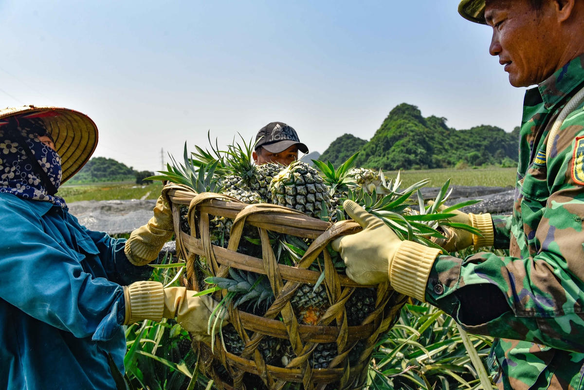 Thông thường, những phần việc trong nhóm bẻ dứa thuê được họ phân công rõ ràng, lao động nam sẽ đội dứa từ vườn ra xe ôtô của thương lái, lao động nữ sẽ làm công việc nhẹ hơn là bẻ dứa.  