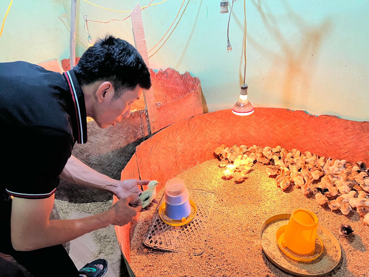 ... Theo dõi sự phát triển của gà con...