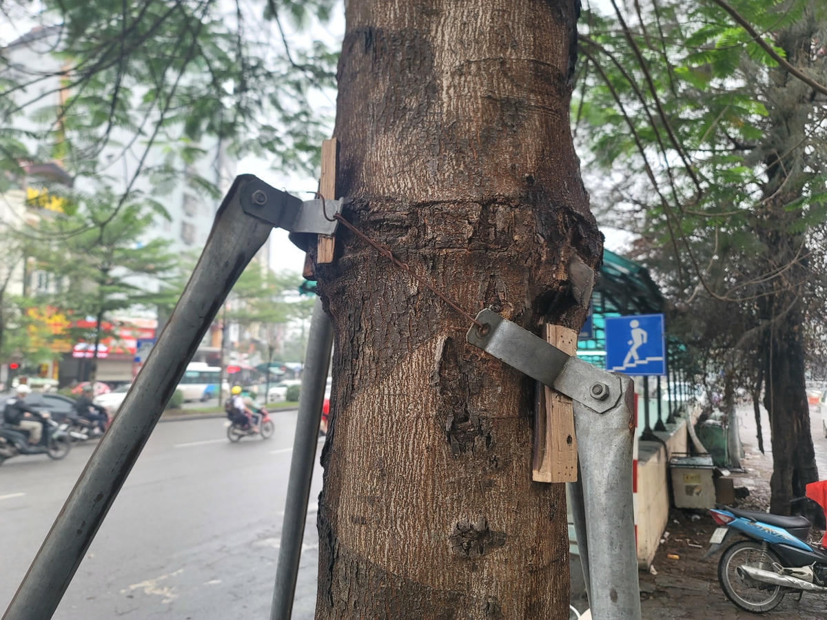 Một cây khác chi chít