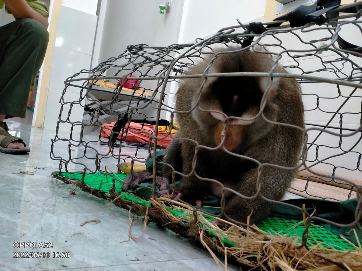 Cá thể khỉ xuất hiện tại xã Thanh An, huyện Cam Lộ đã bị bắt và giao cho Hạt Kiểm lâm huyện Cam Lộ vào ngày 30/6.