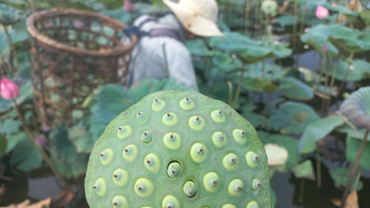 Theo đó, sau khoảng 2 tháng trồng và chăm sóc người dân đã có thể thu hoạch sen hạt.