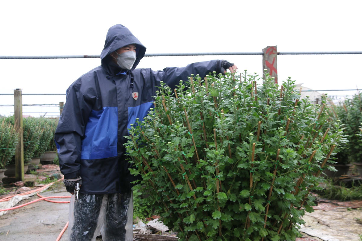 Người dân tại phường Đông Giang “đội mưa” chăm sóc hoa phục vụ Tết Nguyên đán Quý Mão 2023.