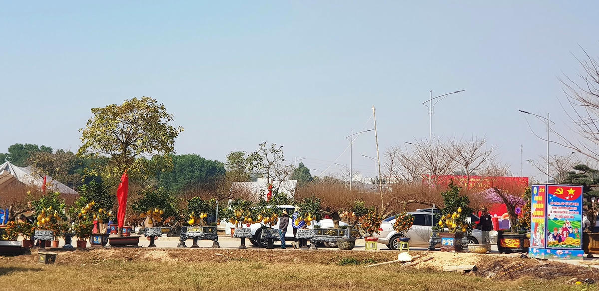 Đang dạng sản phẩm cây, hoa cảnh tại hội chợ. Ảnh: Nguyễn Chung.