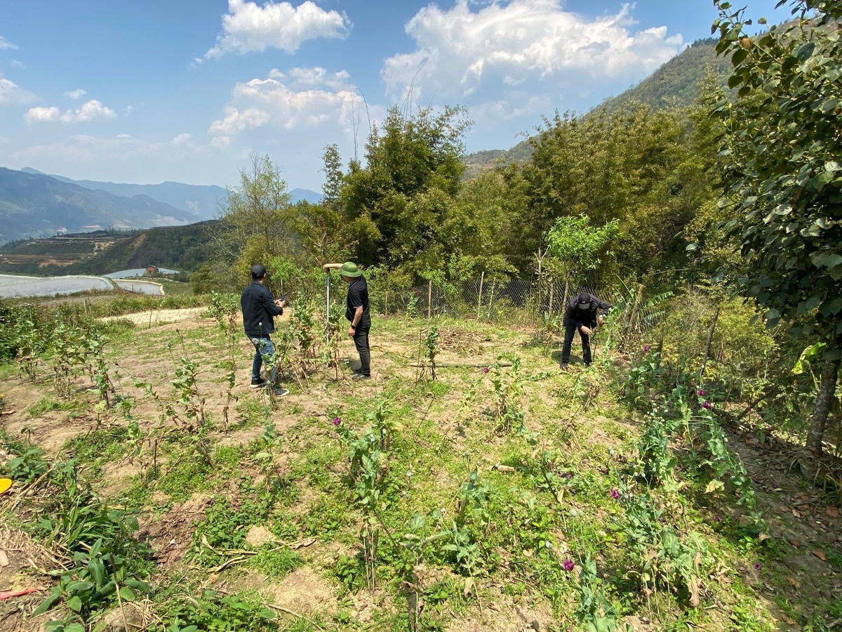 Nhiều cây cao ngang đầu người, đã ra hoa, quả. Ảnh Tuấn Nguyễn