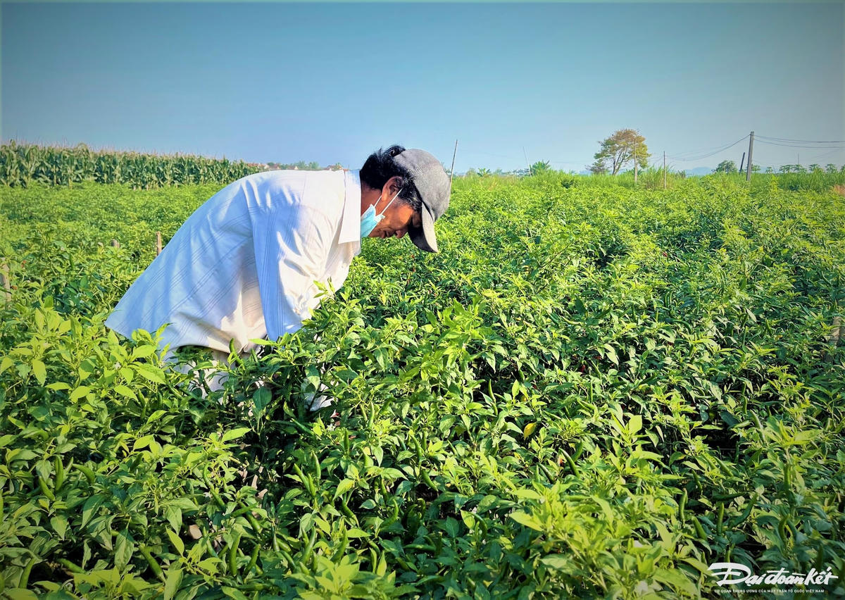 Ông Võ Nhựt đang thu hoạch ớt trên cánh đồng.