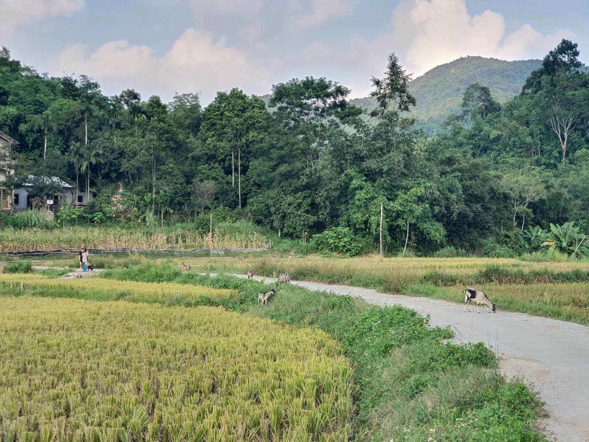 Dự án 4 Chương trình MTQG 1719: Đầu tư cơ sở hạ tầng thiết yếu vùng đồng bào DTTS và miền núi, ưu tiên các xã đặc biệt khó khăn. Đến nay các công trình như trường học, trạm y tế, chợ, đường giao thông… đã triển khai và lập hồ sơ thanh toán, giải ngân 100%.