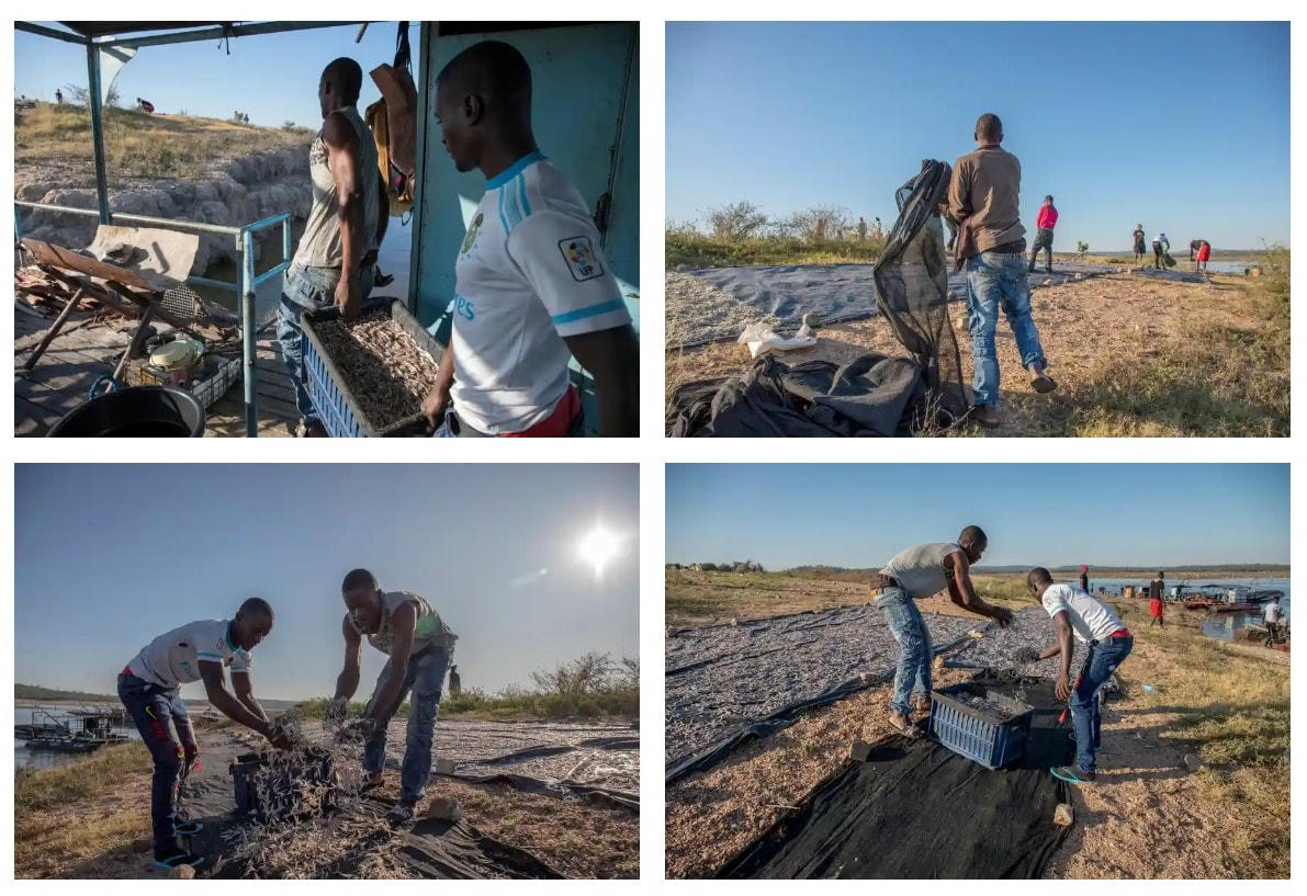 Người dân phơi khô cá kapenta sau một đêm dài đánh bắt trên hồ Kariba. Ảnh: The Guardian.