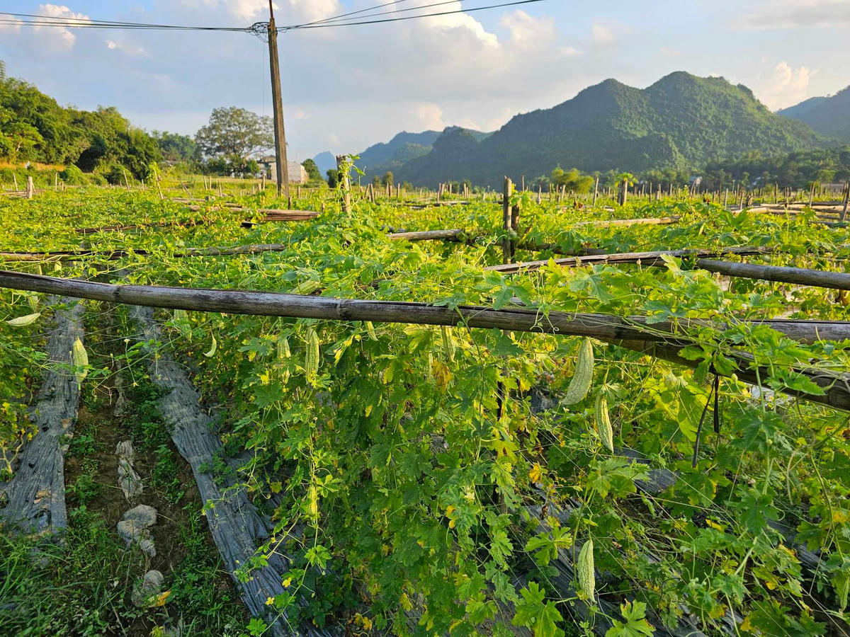 Mô hình phát triển kinh tế nông – lâm nghiệp bền vững, chuyển đổi cây trồng nâng cao thu nhập cho người dân theo tiểu Dự án 1 (Dự án 3, chương trình 1719).