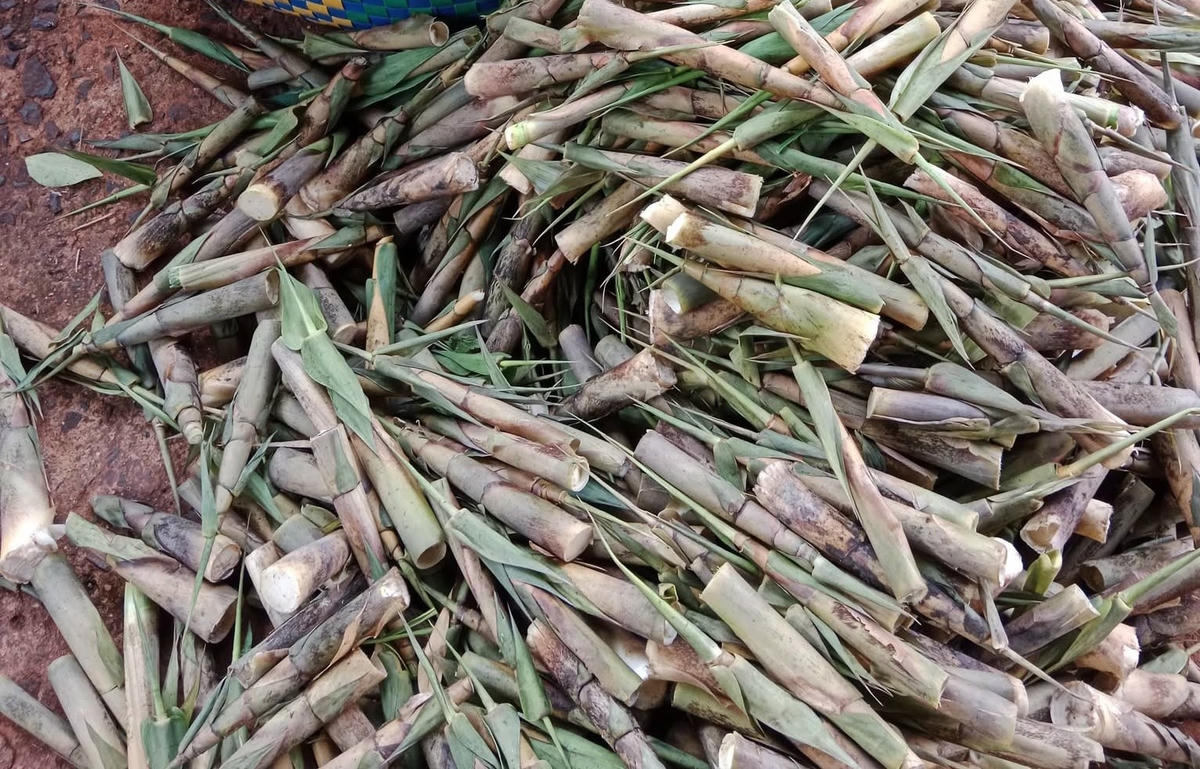 Ảnh 1-Mùa măng rừng miền Đông