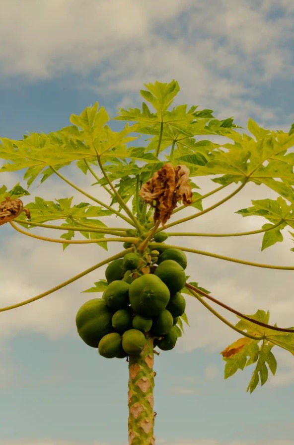 Cây đu đủ giúp tạo ra một hệ thống tán là trung tâm của một khu rừng lương thực. Ảnh: The Guardian.