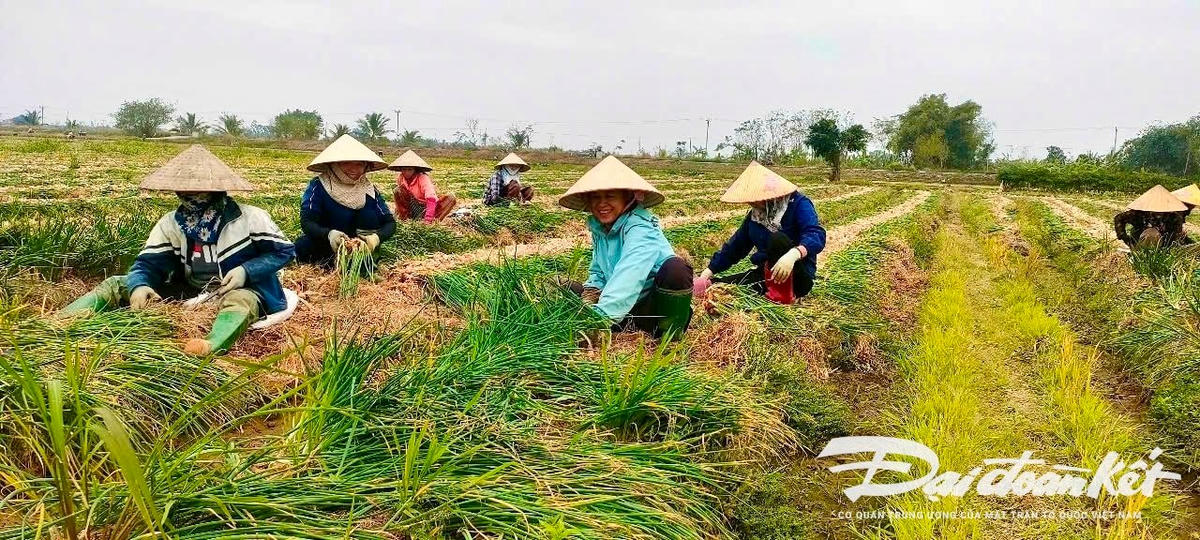 Vụ thu hoạch hành củ đầu tiên của Hội Nông dân xã Dũng Tiến, huyện Vĩnh Bảo, TP Hải Phòng.
