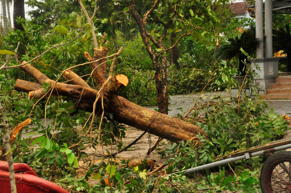 Ngoài ra, cũng tại xã ven biển này, nhiều cây cối…