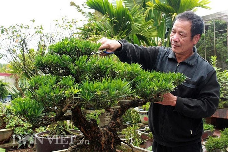 Nghề hoa cây cảnh Vị Khê (Nam Trực).