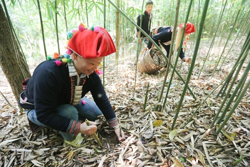 Chuyển đổi cơ cấu cây trồng, tạo sinh kế ổn định, bền vững, giúp đồng bào DTTS nâng cao thu nhập, tích cực bảo vệ, phát triển rừng.