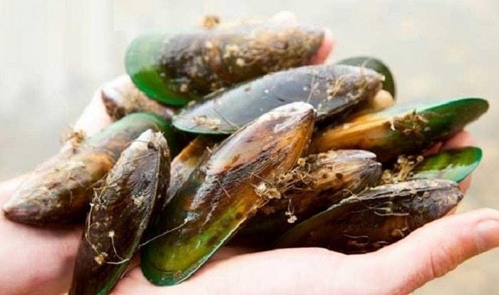 Dầu vẹm xanh - Hỗ trợ cải thiện đau mỏi vai gáy hiệu quả.