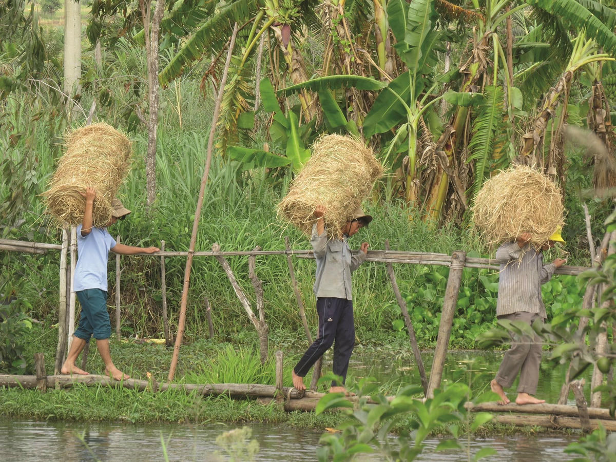 Ảnh 2-Nông dân hối hả bội thu từ rơm rạ