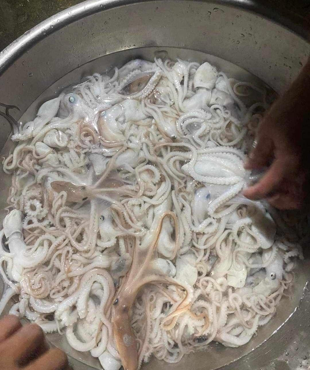 Bạch tuộc được người dân rửa sạch để làm món ăn.