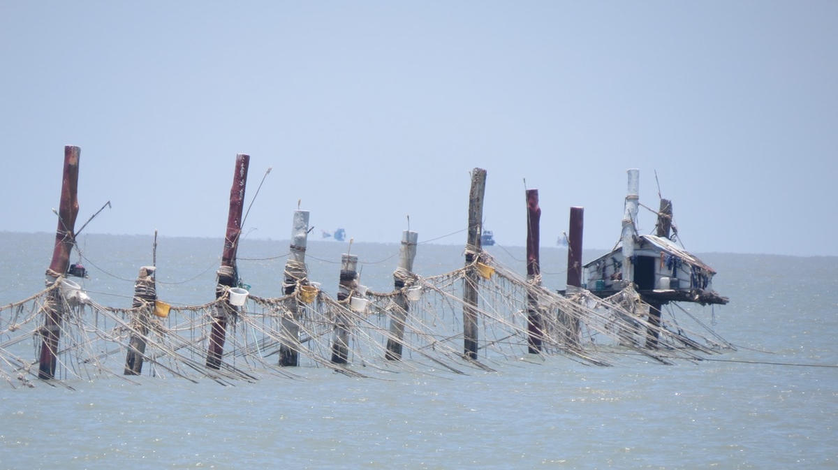 Những hàng đáy ven biển Gò Công Đông. Ảnh: Đoàn Xá.  