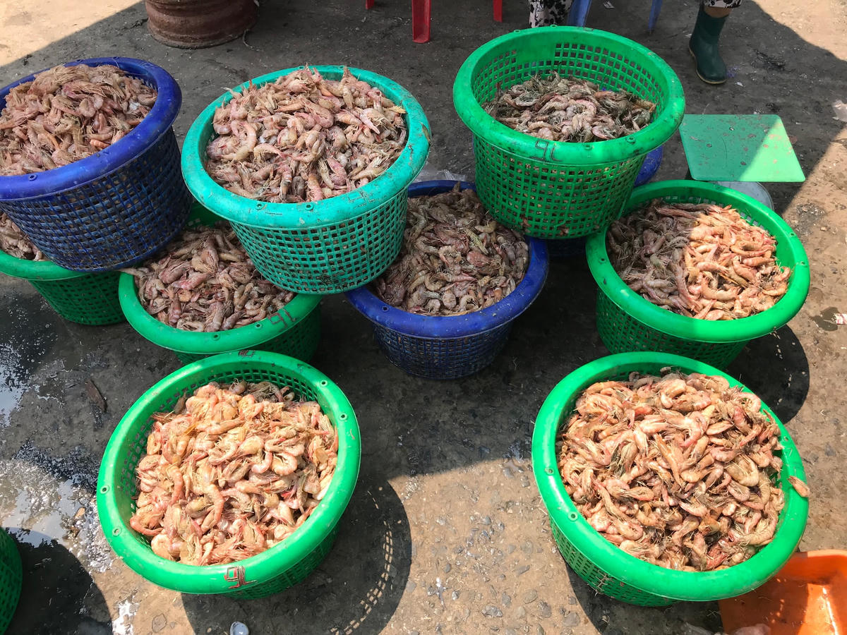 Tôm biển chuẩn bị được làm khô.  