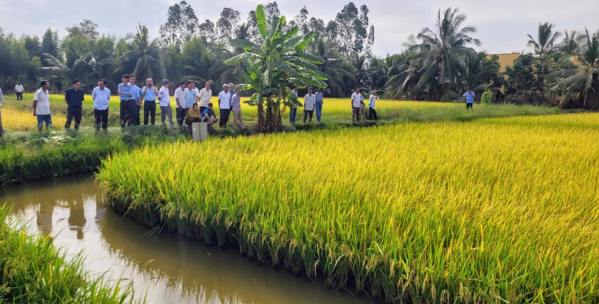 ẢNH 1 Mô hình “con tôm ôm cây lúa” đã giúp người dân ở đây vươn lên khá giả.