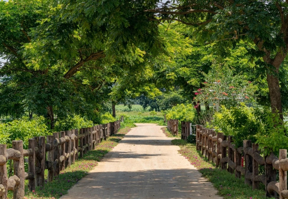 Không gian xanh mát, trong lành tại trang trại bò sữa Vinamilk Organic Đà Lạt.