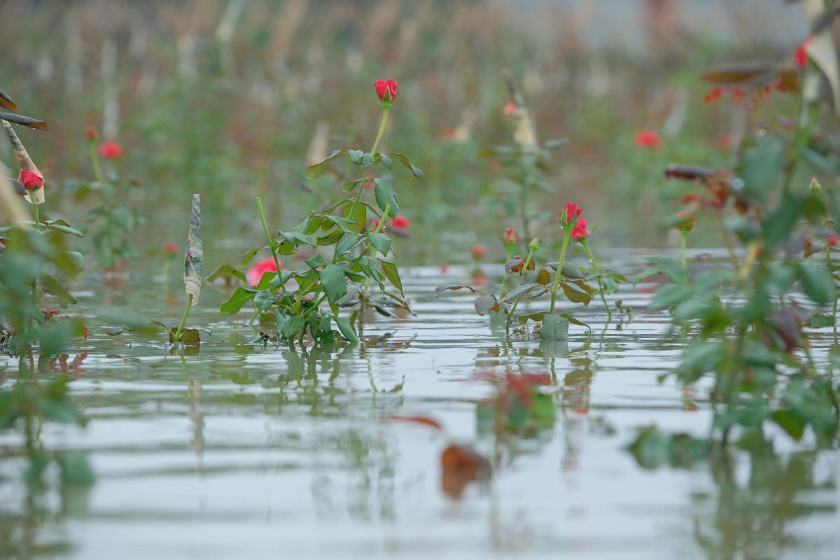 Dù hiện nước cũng đã rút bớt, nhưng nếu để những cây hoa hồng ngập lâu trong nước lâu ngày sẽ bị chết. Vì vậy, gia đình anh Hòa phải nhổ gốc đưa hoa vào những nơi khô ráo chờ nước rút thì trồng lại.