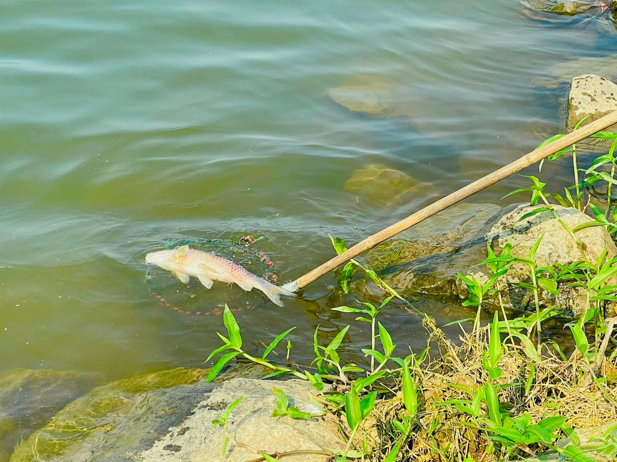 Cá bị chết kích cỡ cá từ nhỏ đến khoảng 0,5 kg. Ảnh: người dân cung cấp.