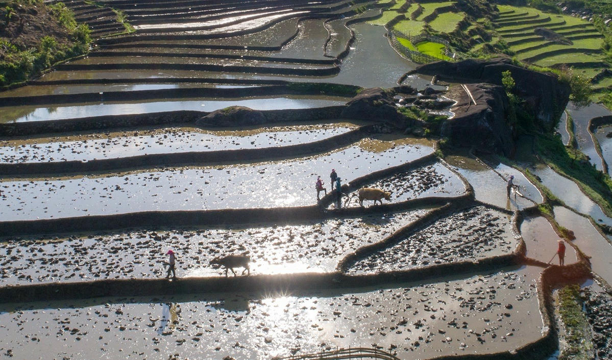 Sau những ngày hạn hán, lợi dụng có nước người dân bắt đầu cày, cuốc, chuẩn bị cho vụ mới. Ảnh Phạm Bằng