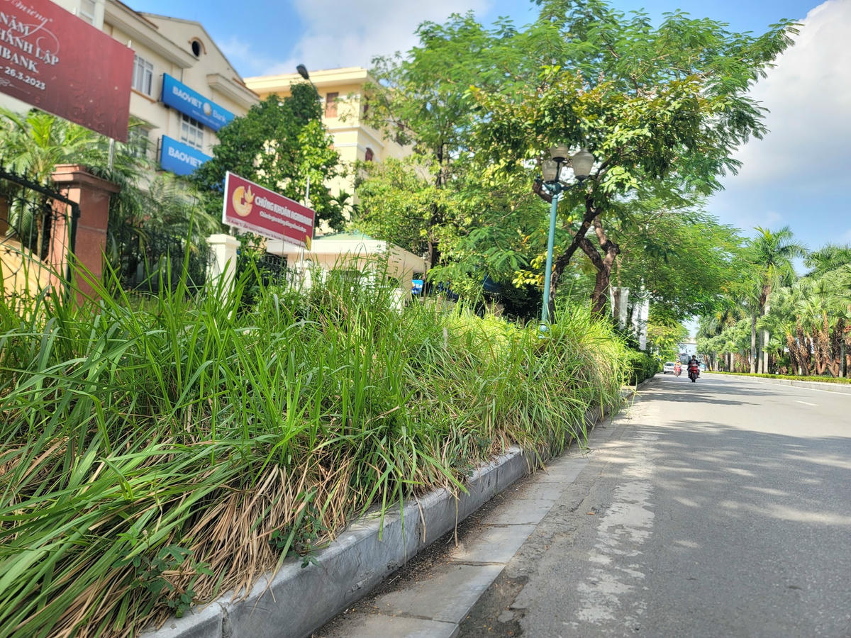 Cỏ dại mọc tốt lút dải phân cách, sà xuống lòng đường.