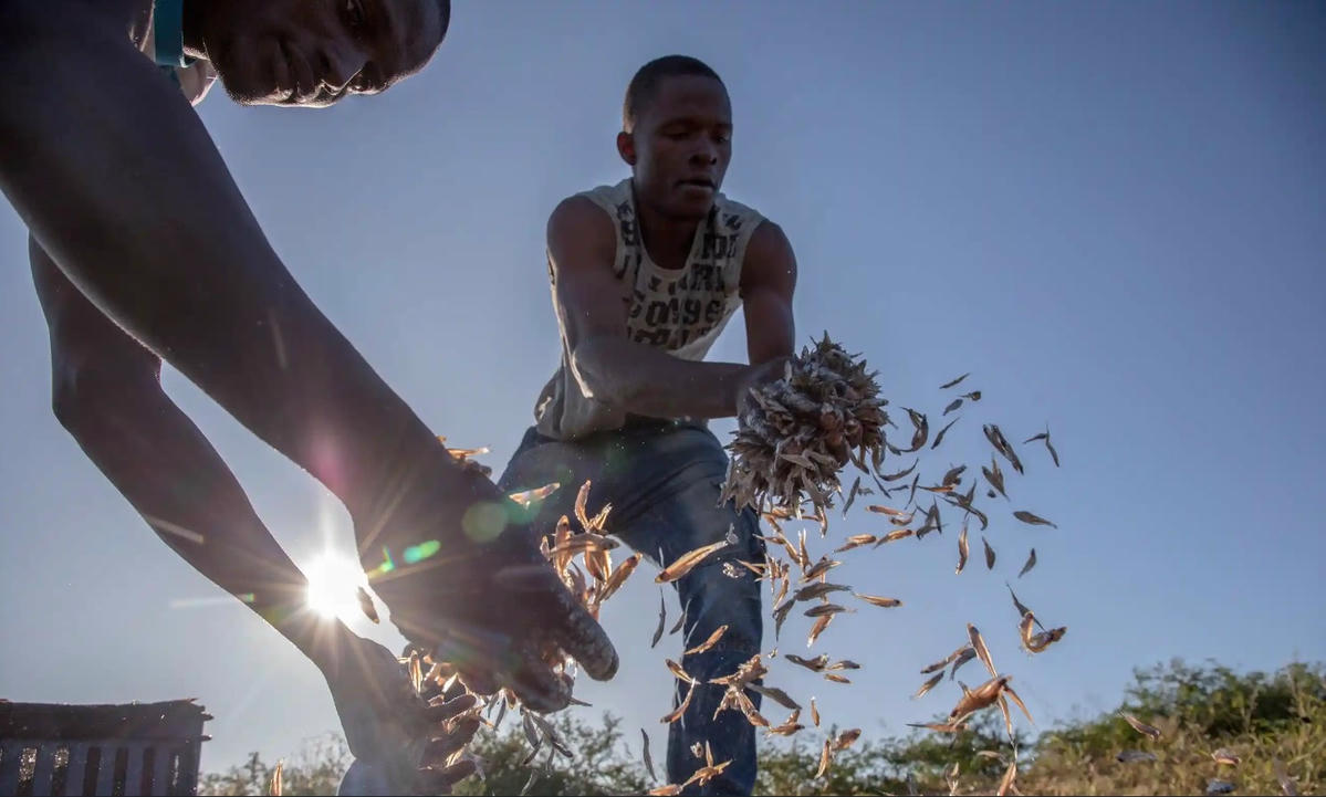 Người dân phơi khô cá kapenta sau một đêm dài đánh bắt trên hồ Kariba. Ảnh: The Guardian.
