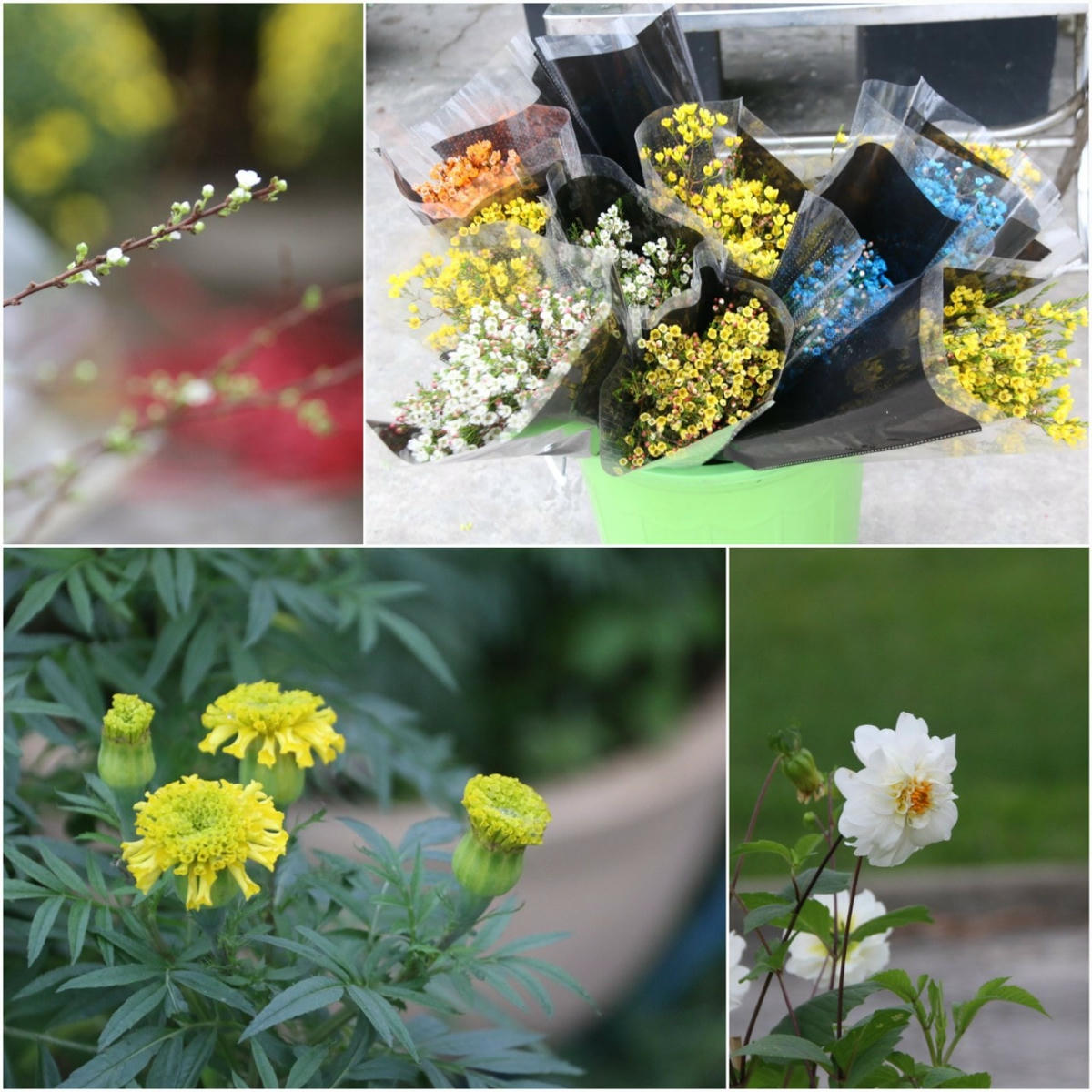 Ngoài trồng, bán hoa cúc chậu, bà Khuyên cũng như các tiểu thương khác còn bán thêm hoa đồng tiền, hoa thược dược, hoa pháo… để phục vụ nhu cầu khách hàng.