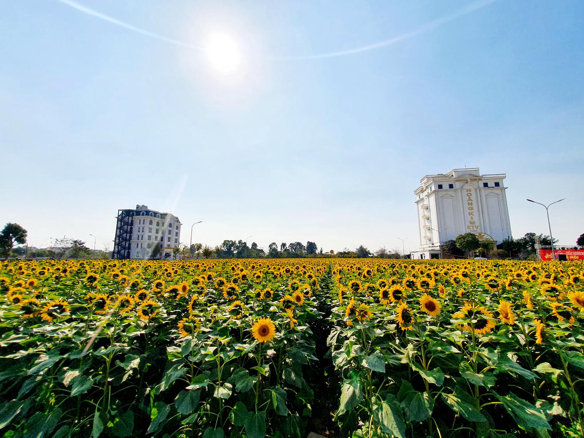 2.Hàng vạn bông hướng dương khoe sắc dưới nắng vàng rực rỡ. 