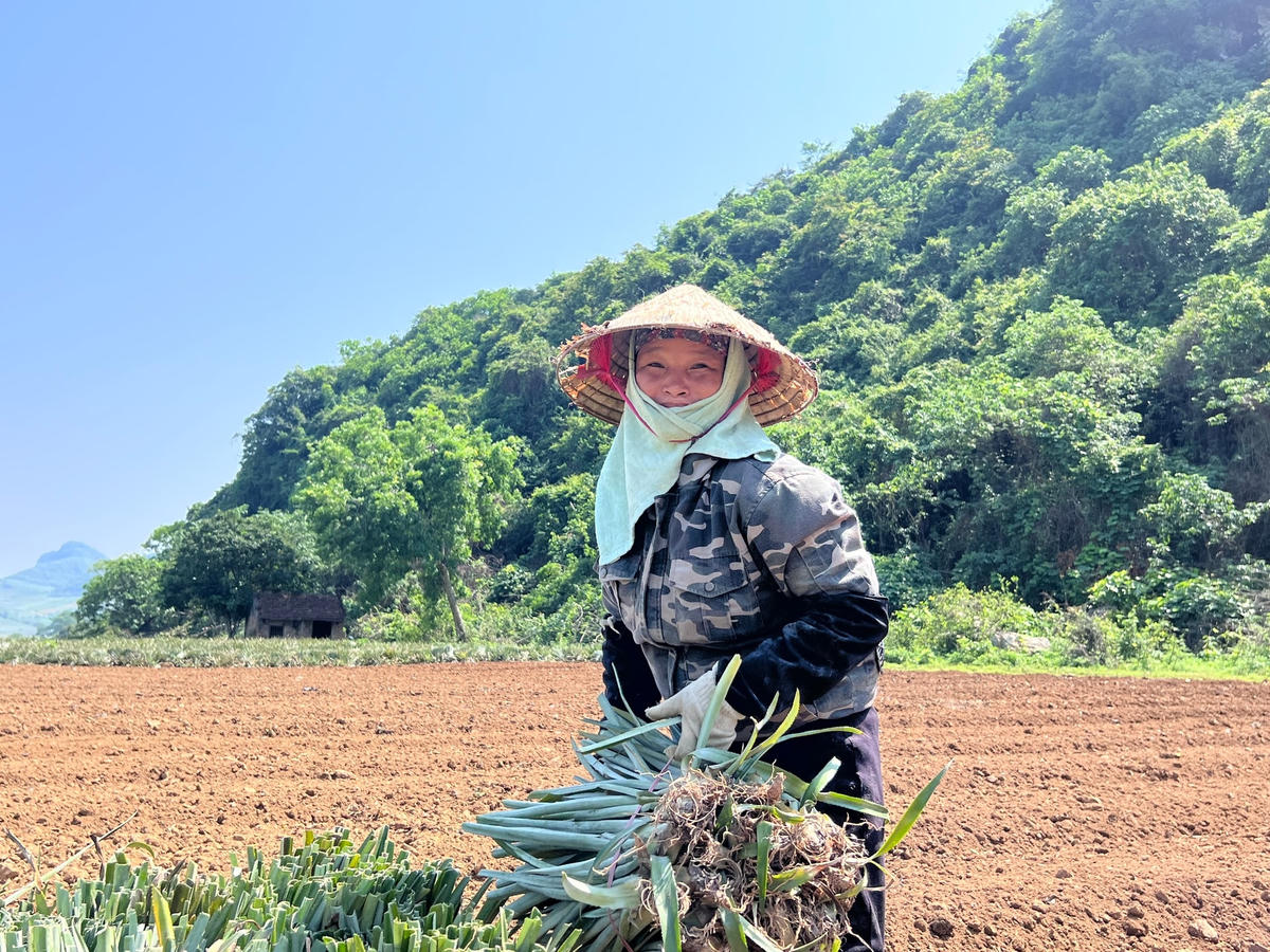 Dứa ở Thanh Hóa thường được trồng 2 vụ là vụ xuân (tháng 3-4 âm lịch) và vụ thu (tháng 8-9 âm lịch), sau 1 năm thì thu hoạch. 