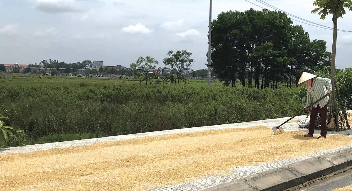   Phơi thóc trên vỉa hè.  