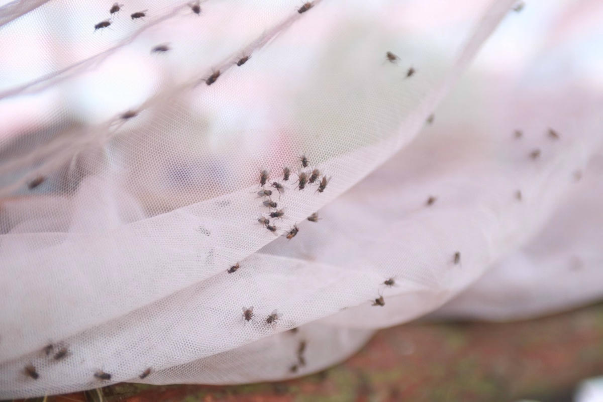 Chiếc màn của người dân đầy ruồi muỗi đậu. Ảnh Ngô Hùng