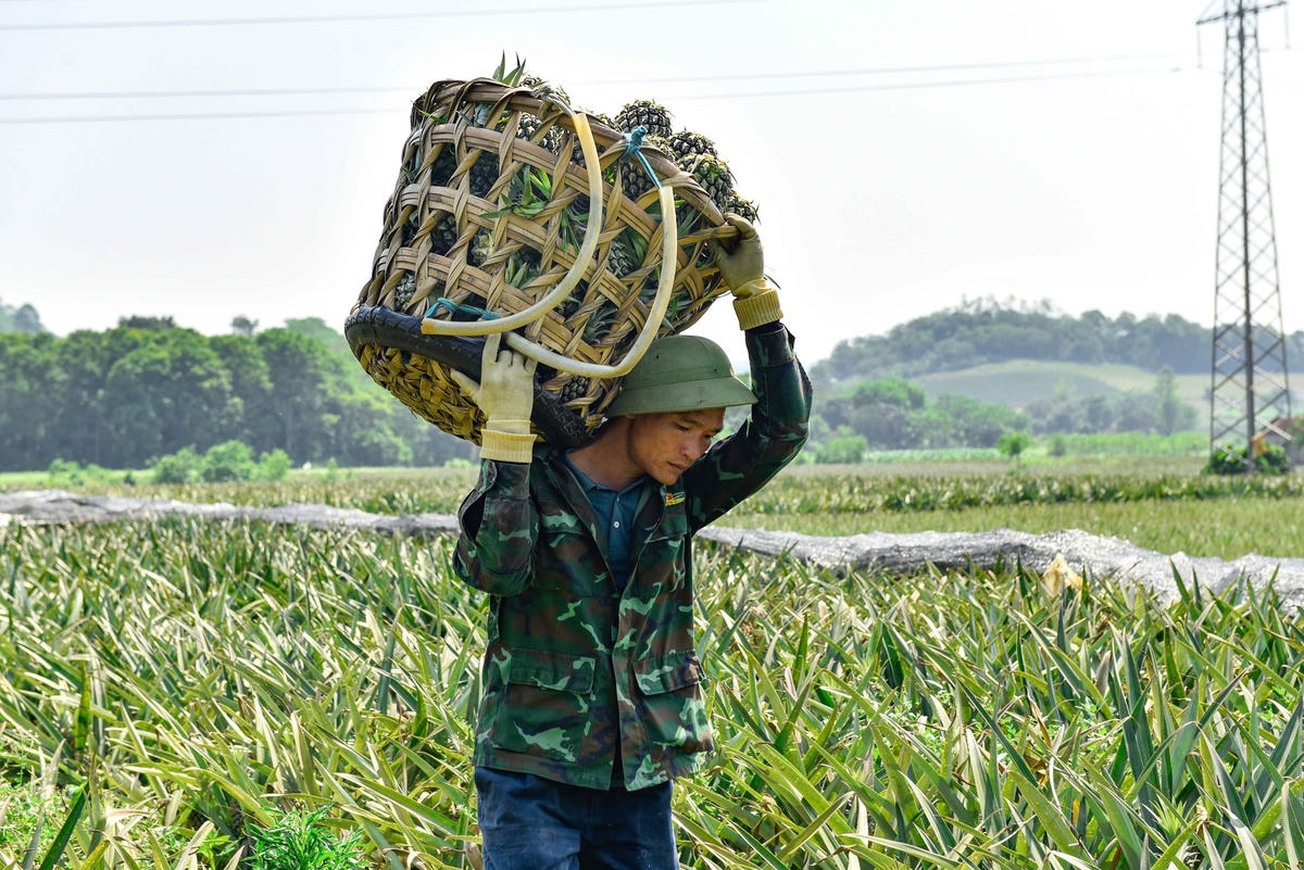 Tùy vào khối lượng, mỗi người bẻ dứa thuê kiếm được từ 300.000-500.000 đồng/ngày, có ngày nhiều, thu nhập đạt khoảng 700.000 đồng.  